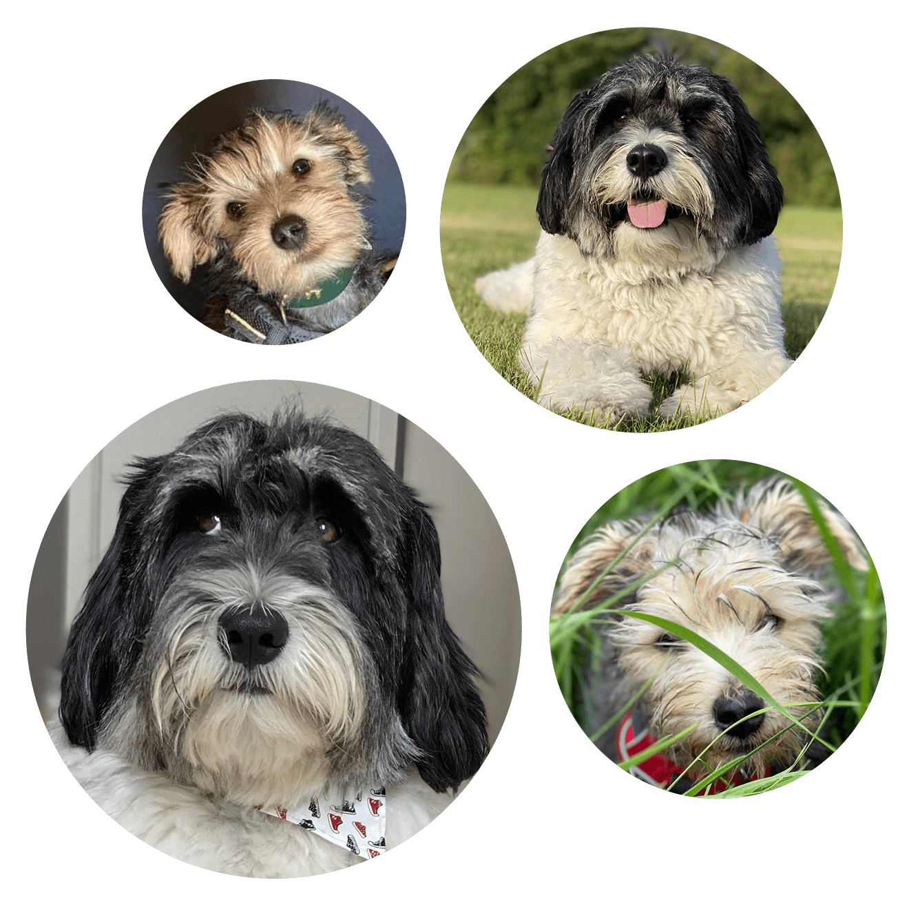 Black Design - Réalisation : Dog and You